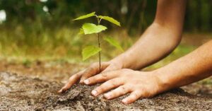 reforestacion en tijuana