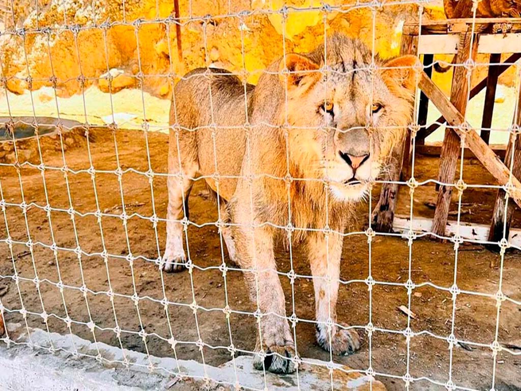 Aseguran a 6 leones que escondían en un rancho de Tijuana