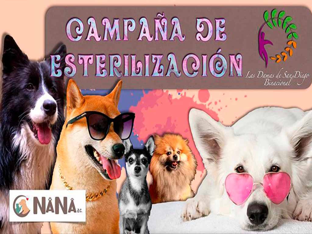 Inicia campaña de esterilización canina en Zona Este de Tijuana