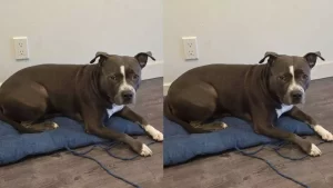 Lola, la perrita perdida en el Aeropuerto de Tijuana que fue rescatada con éxito.