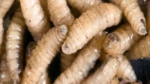 Supervisión sanitaria en ganado para prevenir gusano barrenador en Baja California