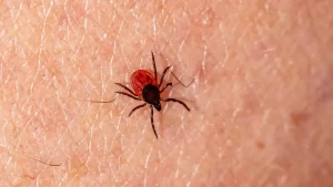 Personal de salud realizando acciones preventivas contra la rickettsiosis en Ensenada