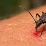 Infografía sobre la prevención de la enfermedad de Chagas en San Diego
