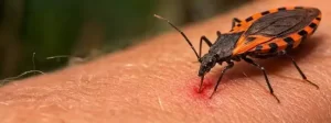 Infografía sobre la prevención de la enfermedad de Chagas en San Diego