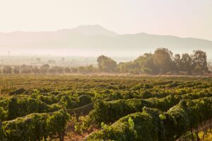 Autoridades reunidas en el Museo de la Vid y el Vino para discutir la seguridad Valle de Guadalupe